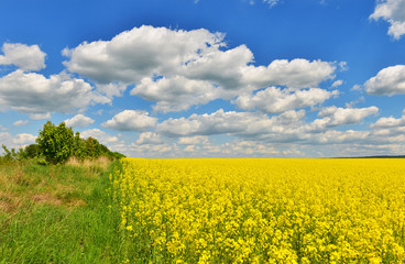Obraz premium Flower field