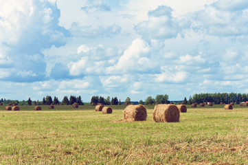 Landscape field with bales in summer heat