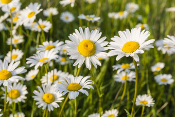 Fototapeta premium White flowers in the meadow