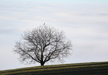 Baum über den Wolken.