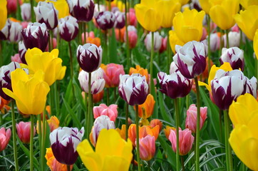Colorful spring flowers in holland garden Keukenhof, Netherlands