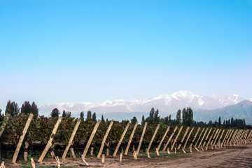 Early morning in the vineyards. Volcano Aconcagua Cordillera. An