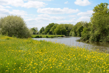 River flowing through a meadow