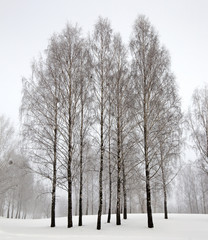 trees in the winter  