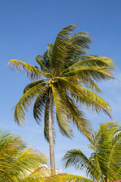 Palme mit Kokosnüssen © Bittner KAUFBILD.de