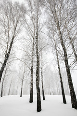 Fototapeta premium trees in the winter 