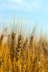 Obraz premium wheat