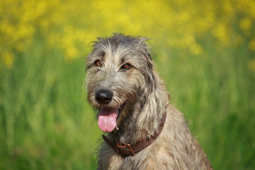 Lcheln eines Wolfshundes im Raps