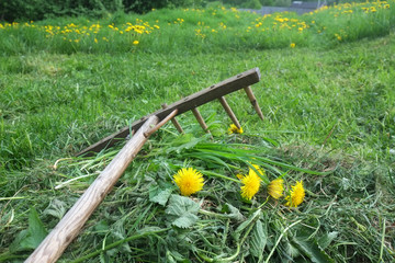 rustic wooden rake with dandelions