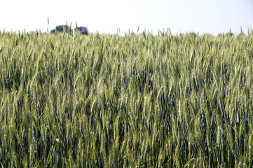 ear of corn © steuccio79