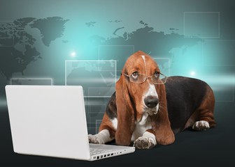 Dog, Computer, Pets.