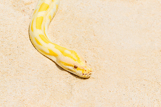 Closeup Gold Python on the sandy tropical beach ,Reticulated pyt