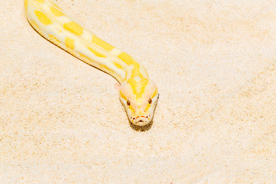 Closeup Gold Python on the sandy tropical beach ,Reticulated pyt