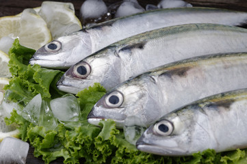 Mackerel Fish