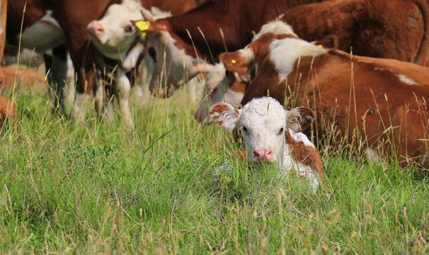 Montbeliarde cows in the pasture