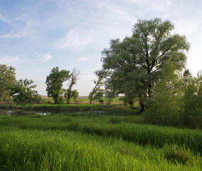 Fototapeta na wymiar Evening landscape, trees, pond and grass