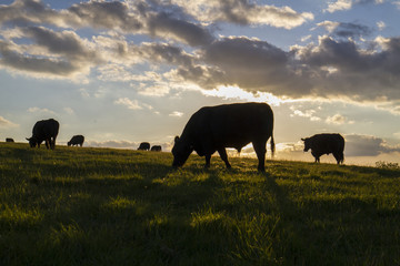 cows in field silhouetted at sunset