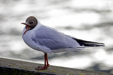 Black-headed Gull