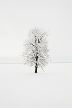 birch. winter 
