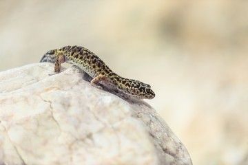 Gecko lizard on rocks 
