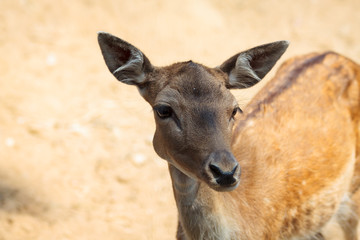 Small deer in the national park of the island of Thassos