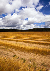 Fototapeta premium flax harvest 