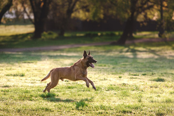 running malinois