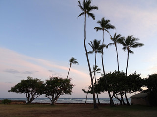 Coconut trees hang over stone path along cliff shore next to sha