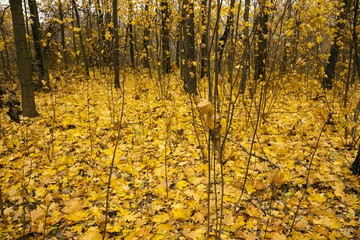 Naklejka premium the autumn wood 