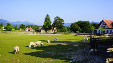 ブルーメの丘と羊