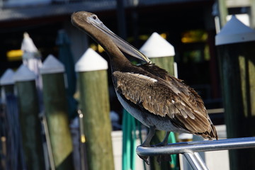 Braunpelikan (Pelecanus occidentalis)