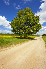 rural road  
