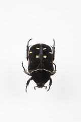 The mysterious world of insects