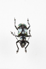 The mysterious world of insects