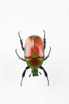 The mysterious world of insects