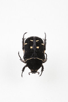 The mysterious world of insects