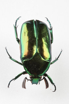 The mysterious world of insects