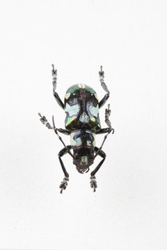 The mysterious world of insects