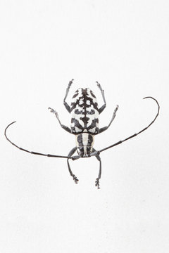 The mysterious world of insects