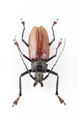 The mysterious world of insects