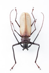 The mysterious world of insects