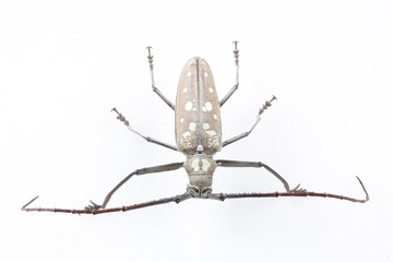 The mysterious world of insects