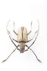 The mysterious world of insects