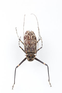 The mysterious world of insects