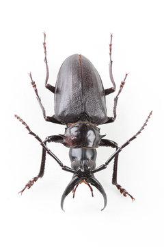 The mysterious world of insects