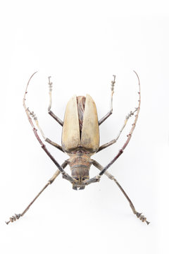 The mysterious world of insects