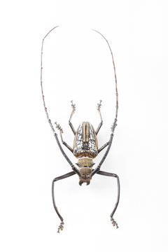 The mysterious world of insects