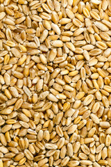 wheat grains  