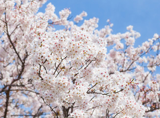 Beautiful cherry blossom sakura with nice blue sky