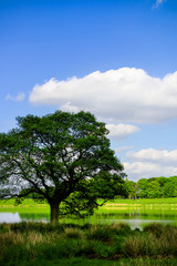 Lonely Standing Tree in the Shore of the Lake
